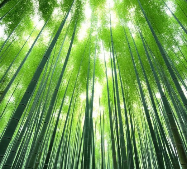 蔡伦竹海，古竹秘境，自然与历史交响之旅,蔡伦竹海，古竹秘境，自然与历史交响之旅,历史,景点,风情,第1张