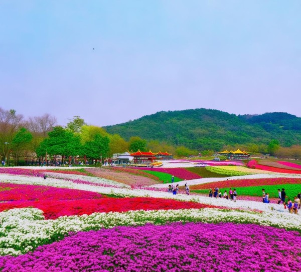 重庆春日花海指南，盘点赏花胜地,重庆春日花海指南，盘点赏花胜地,风情,美食,风光,第1张