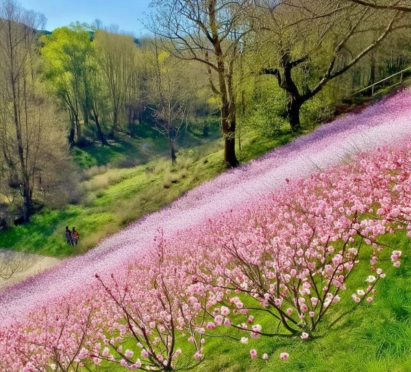 春意盎然，桃花盛开，揭秘赏花胜地,春意盎然，桃花盛开，揭秘赏花胜地,历史,景点,美食,第1张